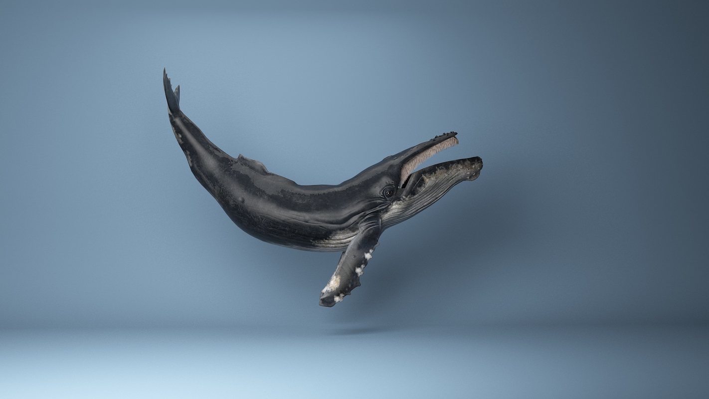 images/goods_img/202105072/humpback  whale  rigged 3D/2.jpg
